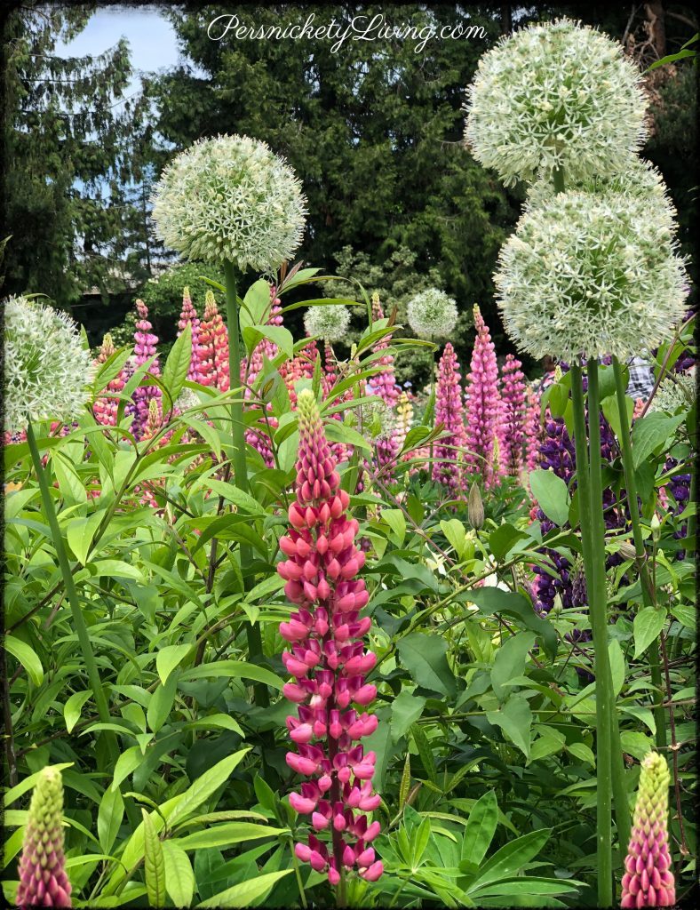 Alliums Lupines