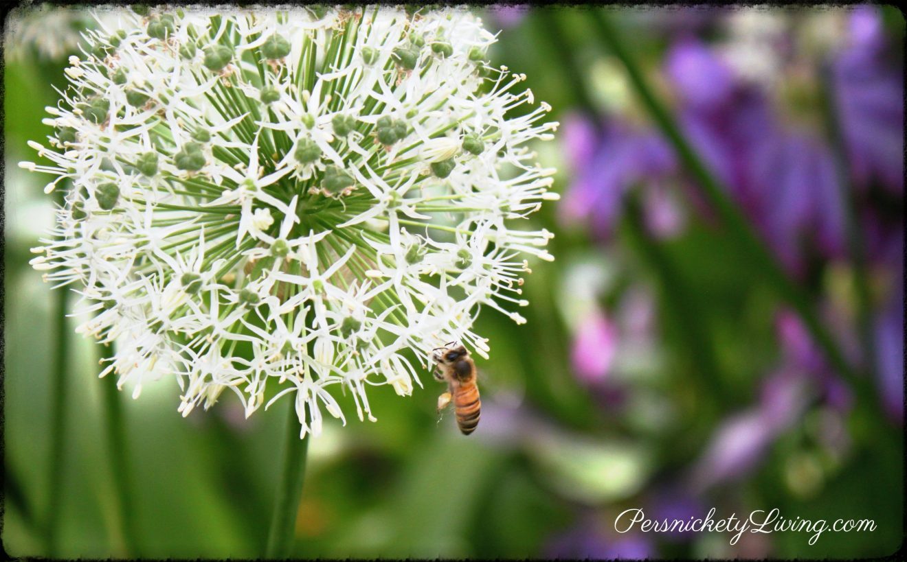 Schreiners Iris Gardens Bee collecting pollen