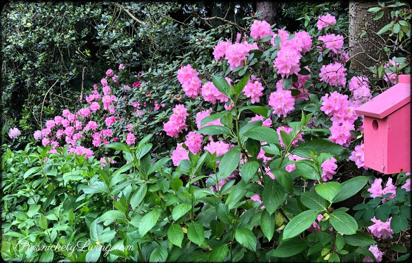 Pretty Pink Flowers and birdhouse