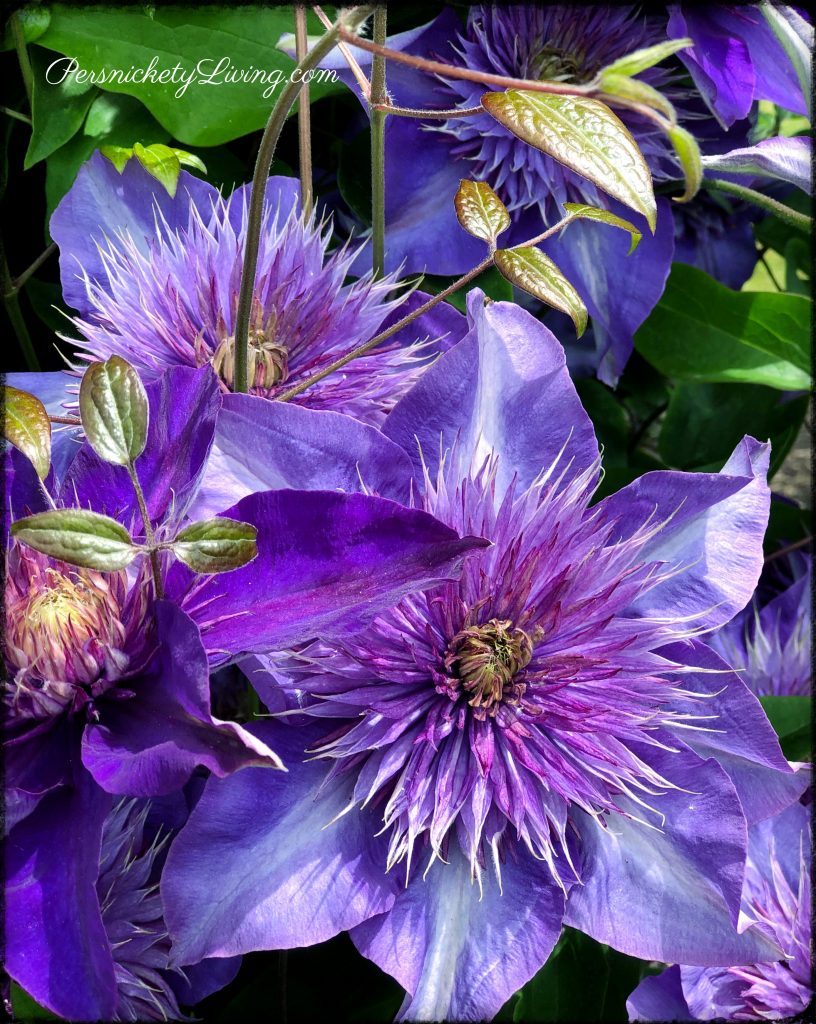 Purple-Blue Clematis