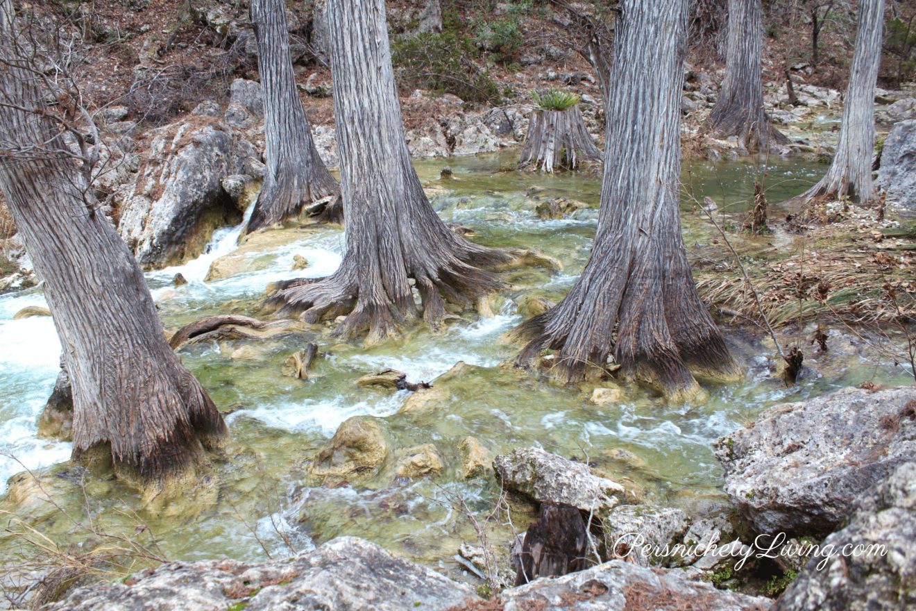 Bald Cypress Trees Hamilton Creek Bald Cypress Trees in path of Hamilton Creek