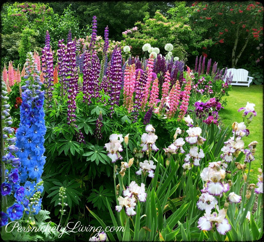 Blue Delphinium, iris, and lupines