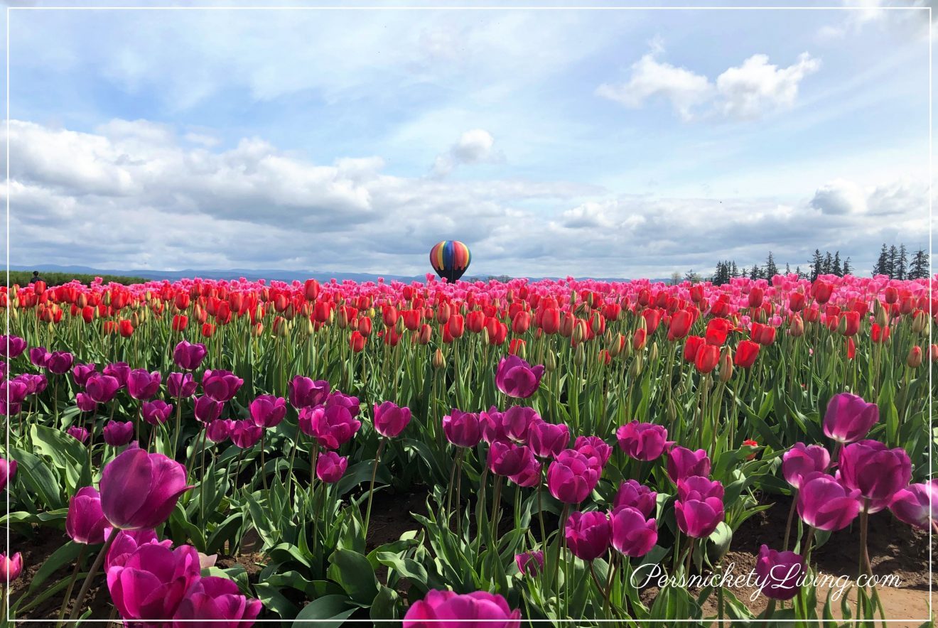Field of Flowers at Portland Tulip Festival