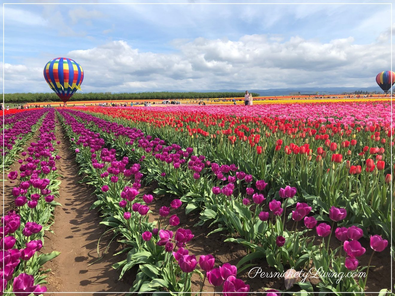 Tulip Fields and hot air balloon Portland Tulip Festival
