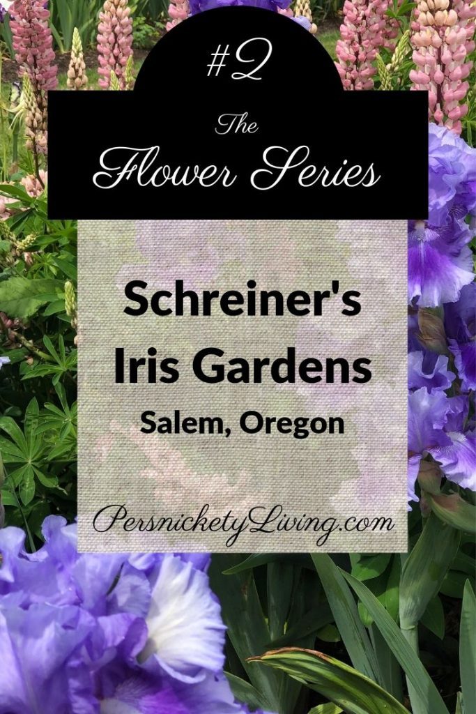 Flower Series 2: Schreiner's Iris Gardens