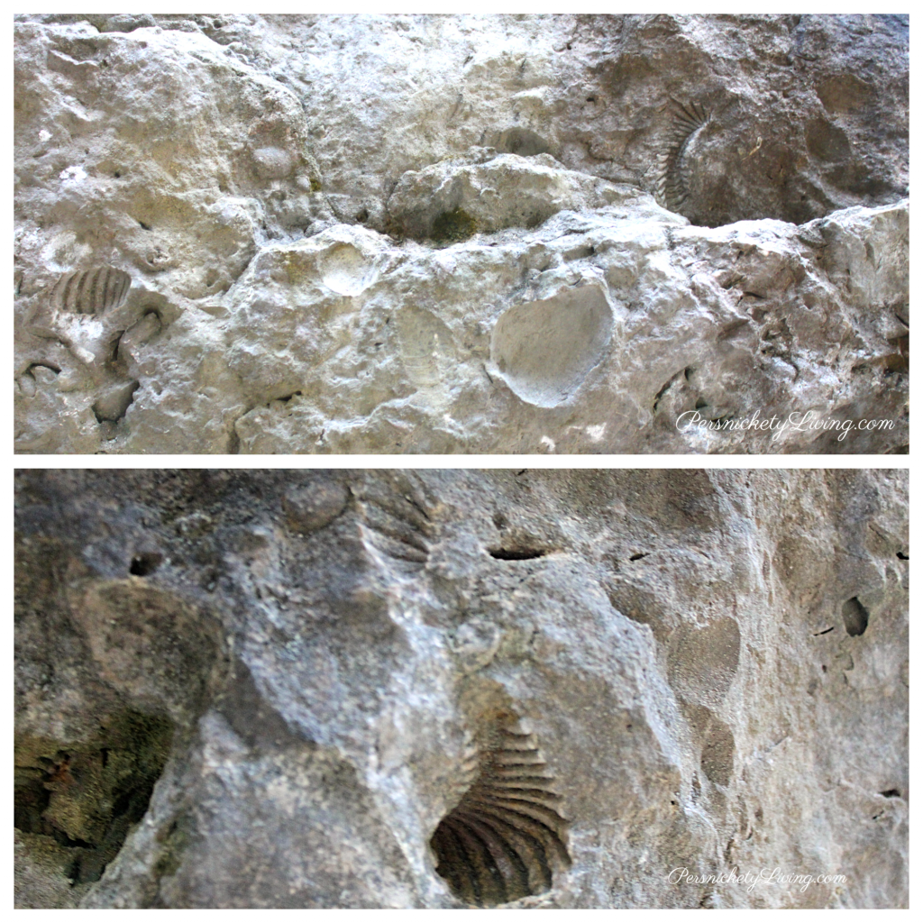 Fossil collage Fossils from the Cretaceous Period