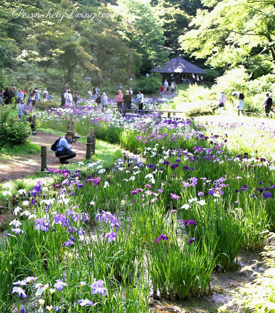 Iris garden Meiji Jingu Inner garden Tokyo