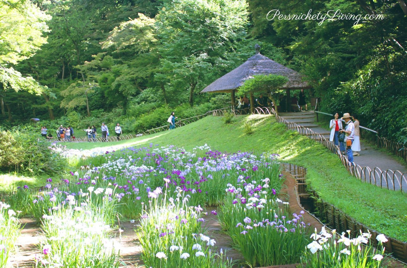 Iris garden Meiji Jingu Inner garden Tokyo from the top looking down
