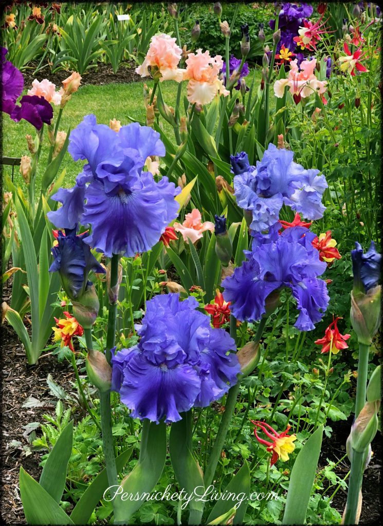 Schreiners blooming Iris