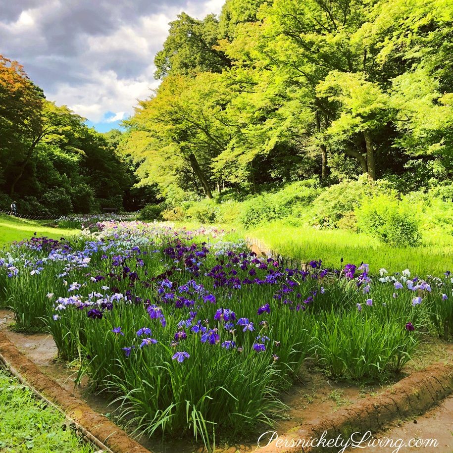 Iris field