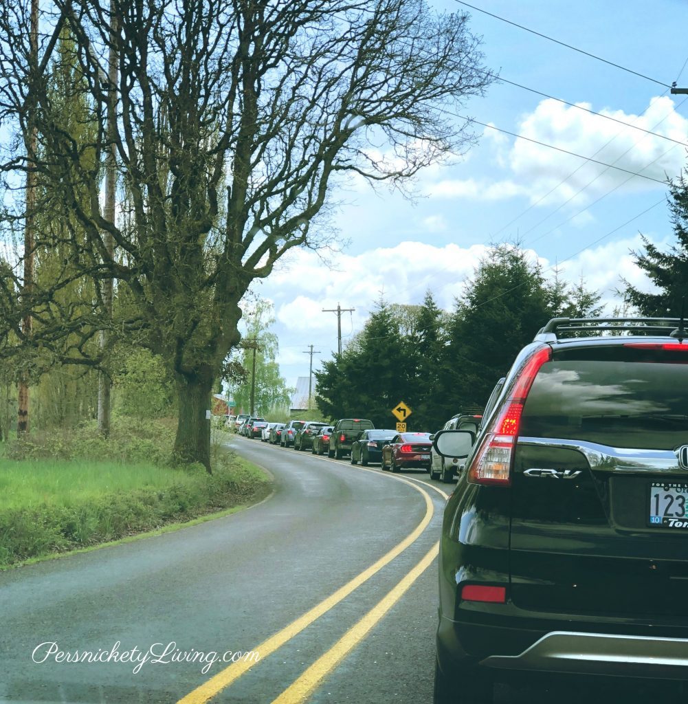 line of cars waiting to get into Portland Tulip Festival