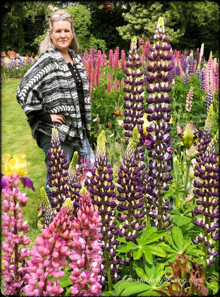 Tall Lupines Short Me
