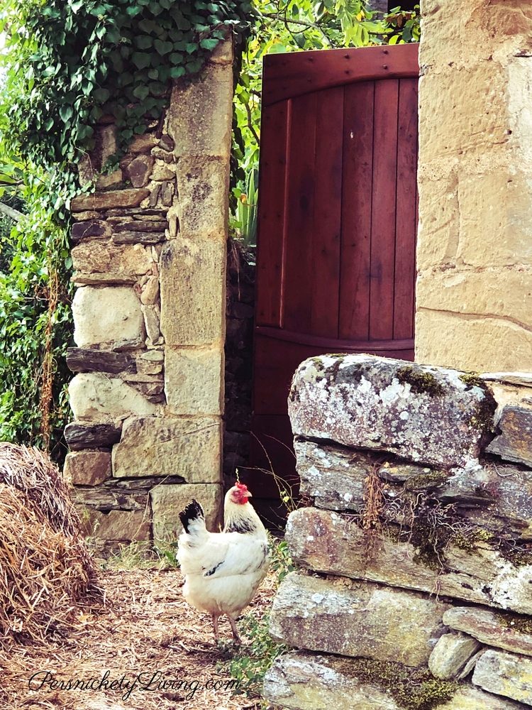 White Chicken in Najac