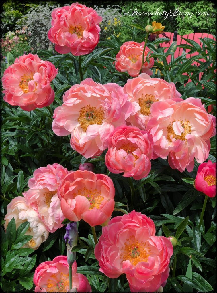 Schreiners Iris Gardens Beautiful Peonies