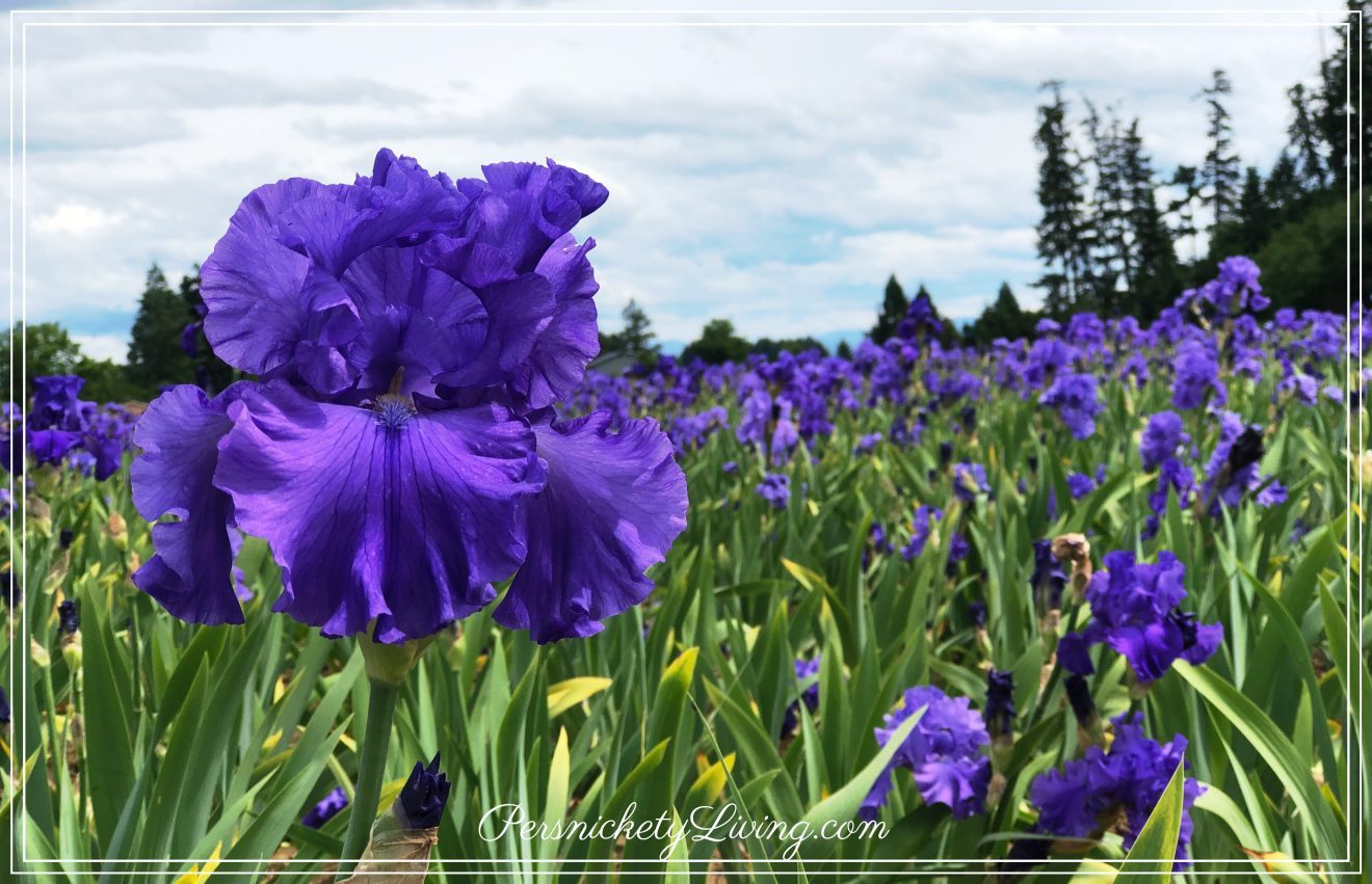 Purple Iris Field