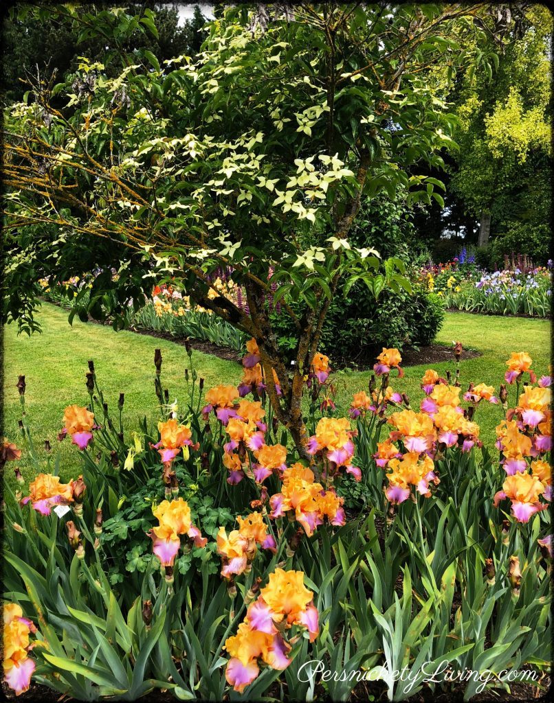 Trees Irises