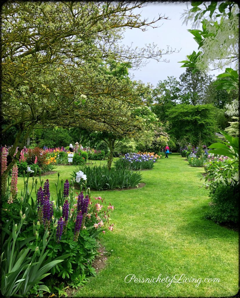 blooms, Trees and wavy grass path