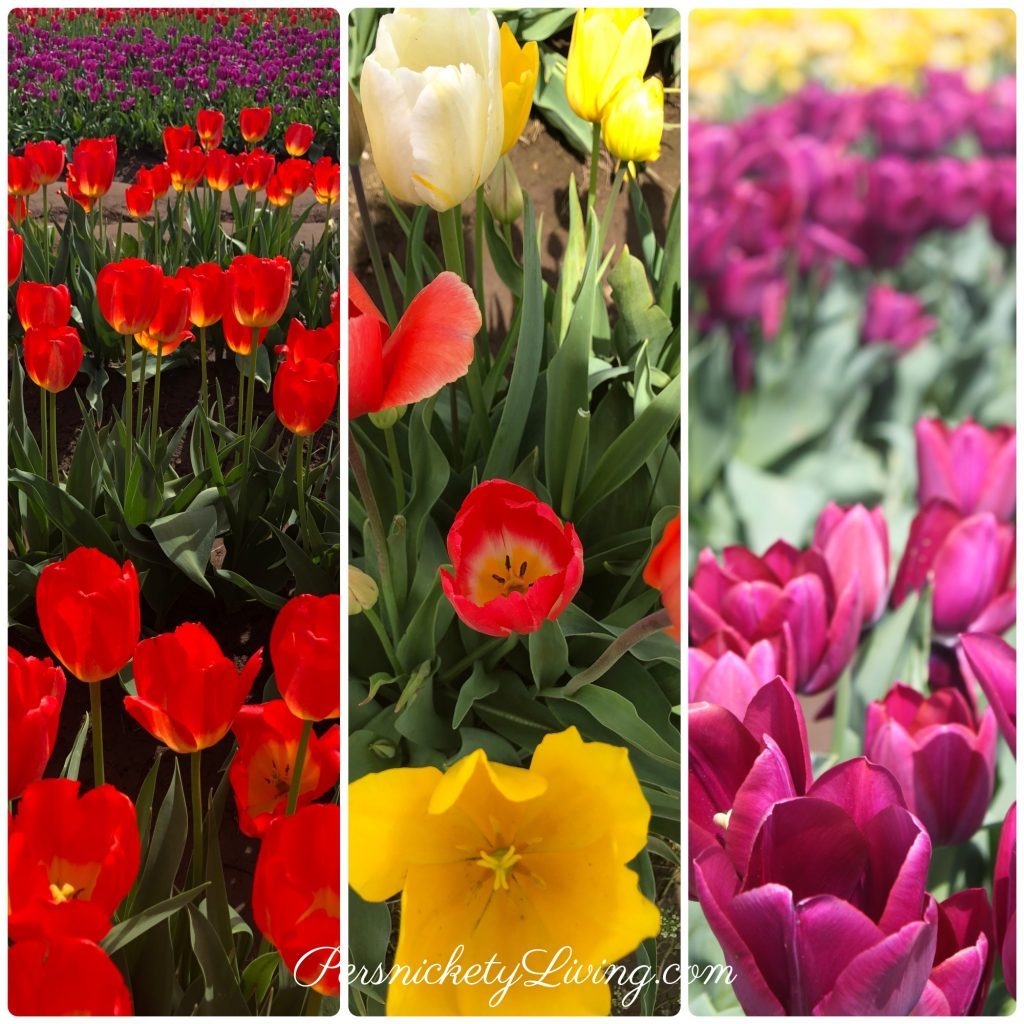 Colorful Tulips Portland Tulip Festival