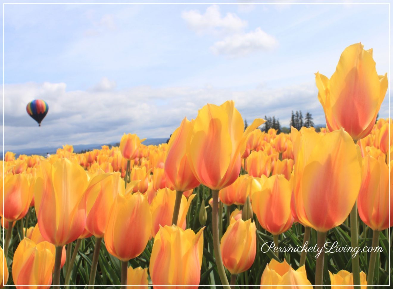 Blooming tulips and hot air balloon at Portland Tulip Festival