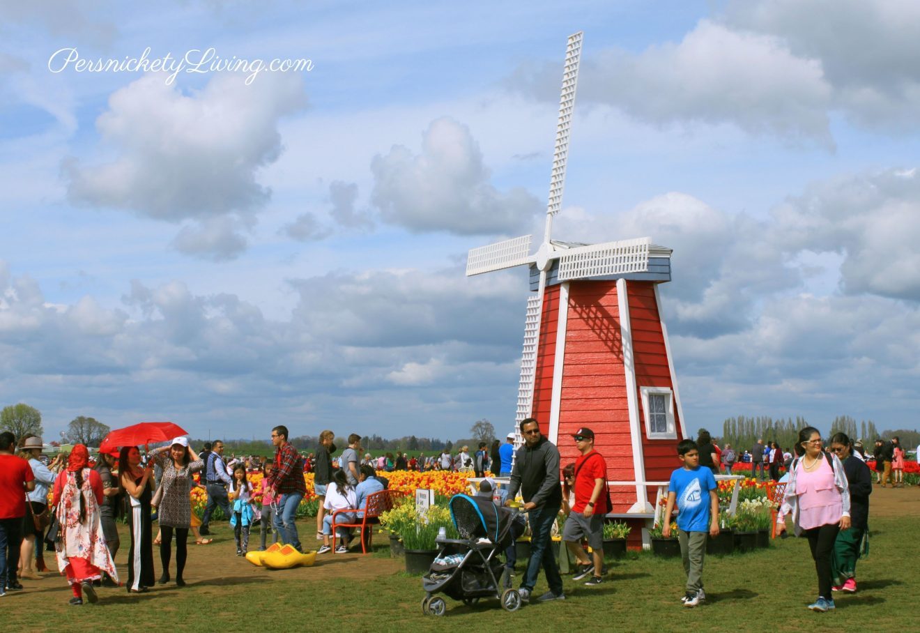 Windmill in field of tulips at the Festival